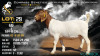 1 X BOER GOAT FLOCK ON TEAT DOE Voorbok