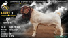 1 X BOER GOAT FLOCK BUCK Voorbok