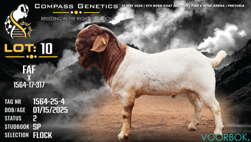 1 X BOER GOAT FLOCK BUCK Voorbok