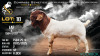1 X BOER GOAT FLOCK BUCK Voorbok