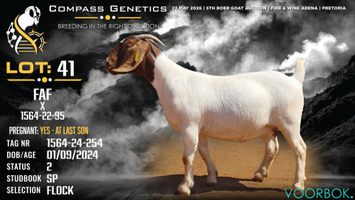 1 X BOER GOAT FLOCK DOE Voorbok