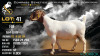 1 X BOER GOAT FLOCK DOE Voorbok