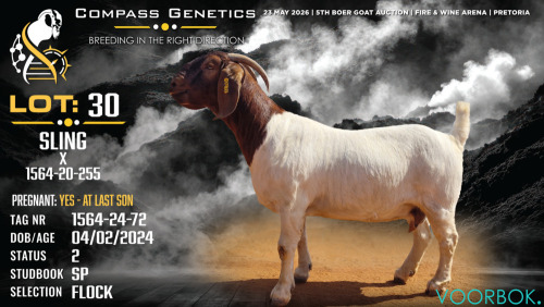 1 X BOER GOAT FLOCK DOE Voorbok