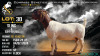 1 X BOER GOAT FLOCK DOE Voorbok