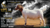 1 X BOER GOAT FLOCK ON COLOUR DOE Voorbok