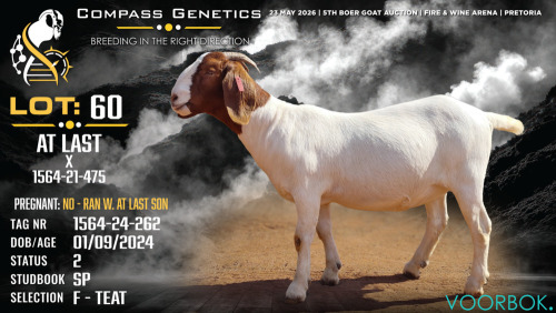 1 X BOER GOAT FLOCK ON TEAT DOE Voorbok