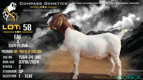1 X BOER GOAT FLOCK ON TEAT DOE Voorbok