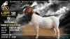 1 X BOER GOAT FLOCK ON TEAT DOE Voorbok