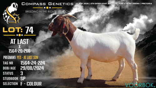 1 X BOER GOAT FLOCK ON COLOUR DOE Voorbok