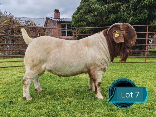 (PREVIOUS LOT 19 MOVED TO LOT 7) 1 X BOER GOAT STUD BUCK Lukas Burger Boerbok Stoet