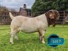 (PREVIOUS LOT 19 MOVED TO LOT 7) 1 X BOER GOAT STUD BUCK Lukas Burger Boerbok Stoet