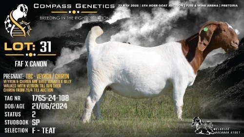 1 X BOER GOAT FLOCK ON TEAT DOE Welgele&euml; Boerbokstoet