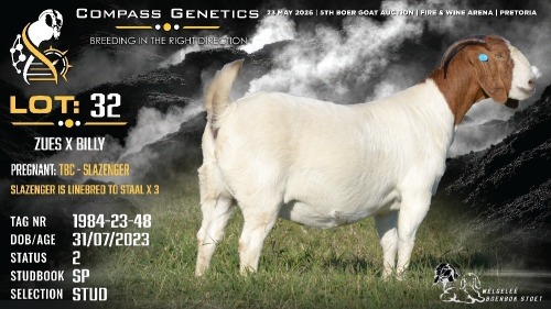1 X BOER GOAT STUD DOE Welgele&euml; Boerbokstoet