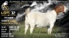 1 X BOER GOAT STUD DOE Welgele&euml; Boerbokstoet