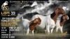 1 X BOER GOAT FLOCK DOE Brent-Meek Boerbokstoet