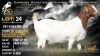 1 X BOER GOAT FLOCK DOE Brent-Meek Boerbokstoet