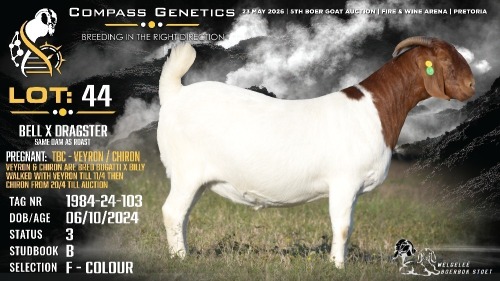 1 X BOER GOAT FLOCK ON COLOUR DOE Welgele&euml; Boerbokstoet