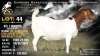 1 X BOER GOAT FLOCK ON COLOUR DOE Welgele&euml; Boerbokstoet