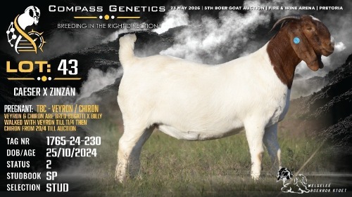 1 X BOER GOAT STUD DOE Welgele&euml; Boerbokstoet