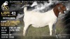 1 X BOER GOAT STUD DOE Welgele&euml; Boerbokstoet