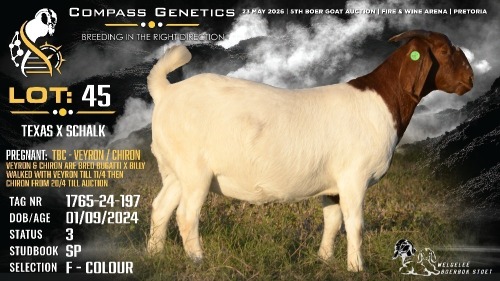 1 X BOER GOAT FLOCK ON COLOUR DOE Welgele&euml; Boerbokstoet