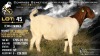 1 X BOER GOAT FLOCK ON COLOUR DOE Welgele&euml; Boerbokstoet
