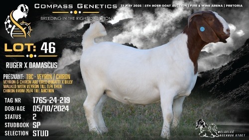 1 X BOER GOAT STUD DOE Welgele&euml; Boerbokstoet