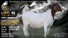 1 X BOER GOAT STUD DOE Welgele&euml; Boerbokstoet
