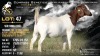 1 X BOER GOAT FLOCK ON TEAT DOE Welgele&euml; Boerbokstoet