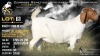 1 X BOER GOAT STUD DOE Welgele&euml; Boerbokstoet