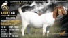1 X BOER GOAT FLOCK ON COLOUR DOE Brent-Meek Boerbokstoet