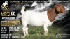 1 X BOER GOAT FLOCK ON TEAT AND COLOUR DOE Welgele&euml; Boerbokstoet