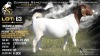 1 X BOER GOAT FLOCK DOE Welgele&euml; Boerbokstoet