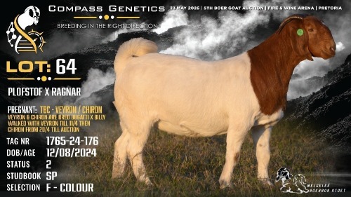 1 X BOER GOAT FLOCK ON COLOUR DOE Welgele&euml; Boerbokstoet