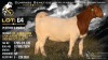 1 X BOER GOAT FLOCK ON COLOUR DOE Welgele&euml; Boerbokstoet