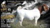 1 X BOER GOAT FLOCK DOE Welgele&euml; Boerbokstoet