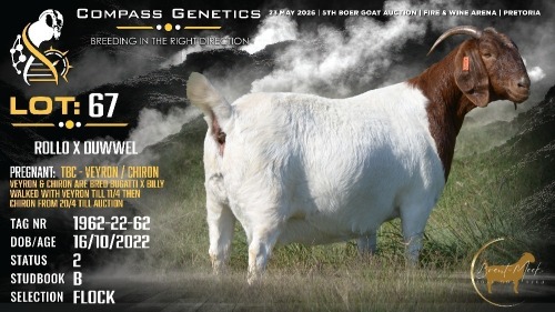 1 X BOER GOAT FLOCK DOE Brent-Meek Boerbokstoet