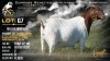 1 X BOER GOAT FLOCK DOE Brent-Meek Boerbokstoet