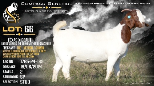1 X BOER GOAT STUD DOE Welgele&euml; Boerbokstoet