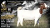 1 X BOER GOAT STUD DOE Welgele&euml; Boerbokstoet