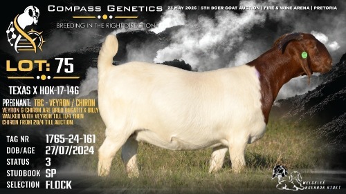 1 X BOER GOAT FLOCK DOE Welgele&euml; Boerbokstoet