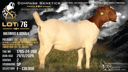 1 X BOER GOAT FLOCK ON COLOUR DOE Welgele&euml; Boerbokstoet
