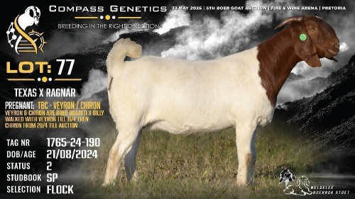 1 X BOER GOAT FLOCK DOE Welgele&euml; Boerbokstoet