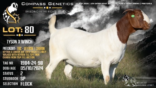 1 X BOER GOAT FLOCK DOE Welgele&euml; Boerbokstoet