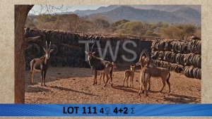 4+2X Swartwitpens/Sable V/F:4 Cobus Oudtshoorn (Per Piece to take the lot/Per stuk om lot te neem)