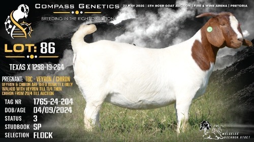 1 X BOER GOAT FLOCK DOE Welgele&euml; Boerbokstoet