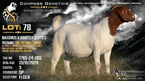 1 X BOER GOAT FLOCK DOE Welgele&euml; Boerbokstoet
