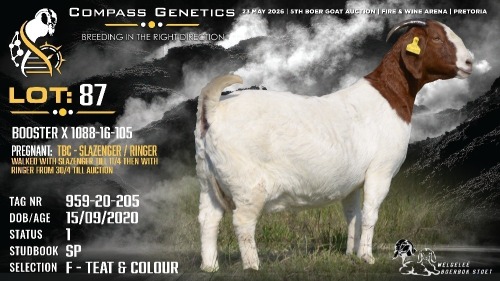 1 X BOER GOAT FLOCK ON TEAT AND COLOUR DOE Welgele&euml; Boerbokstoet