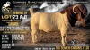 10 X BOER GOAT SEMEN Welgele&euml; Boerbokstoet