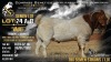 10 X BOER GOAT SEMEN Welgele&euml; Boerbokstoet